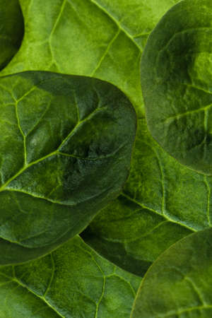 Fresh raw spinachs background in vertical compositionの写真素材