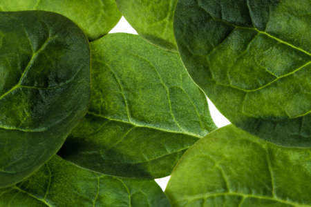 Raw spinachs backgroundの写真素材