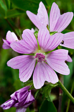 Malva sylvesrtris, common mallow in vertical compositionの写真素材