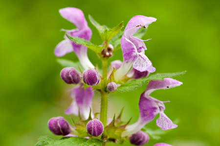Lamium maculatum, purple dragon close upの写真素材