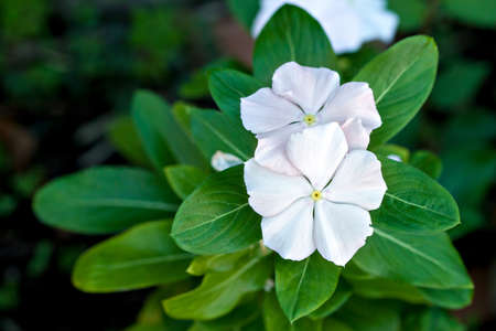 White balsam blossom. Impatiens Wallerianaの写真素材