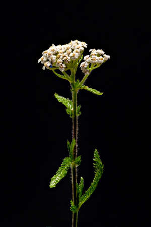 Common yarrow plant on black backgroundの写真素材