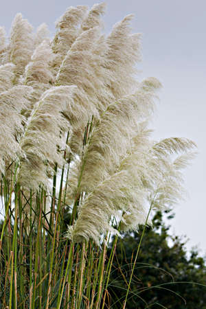 Pampas grass detail in vertical compositionの写真素材