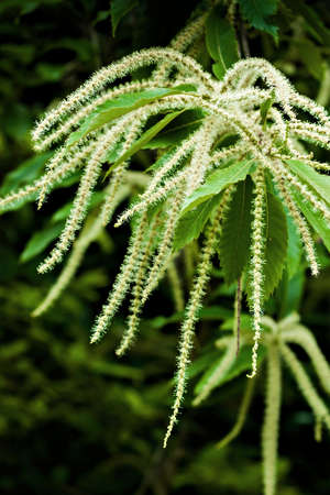 Close up of castanea sativa in blossomの写真素材