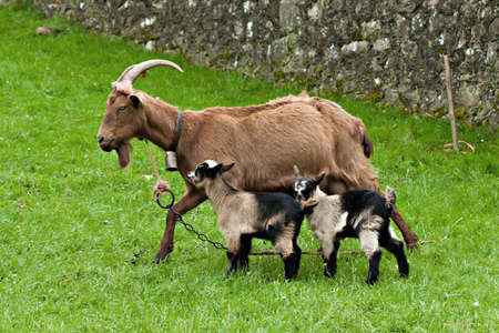 Goat with two baby goats on pastureの写真素材