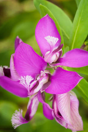 Myrtle-leaf milkworth close upの写真素材