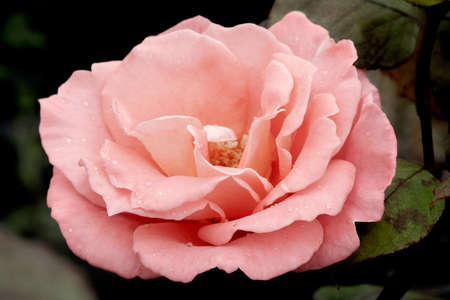 Light pink hybrid tea rose. Close upの写真素材