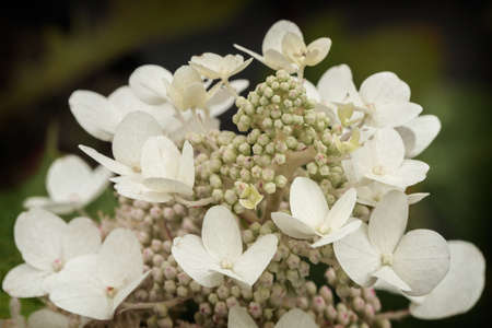 Hydrangea quercifolia. Detail of white flowers