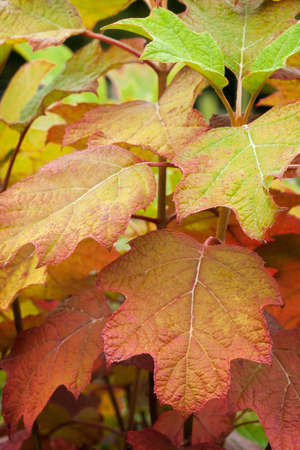 Fall colors in the leaves of oakleaf hydrangeaの写真素材