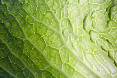 single vegetable leaf close upの写真素材