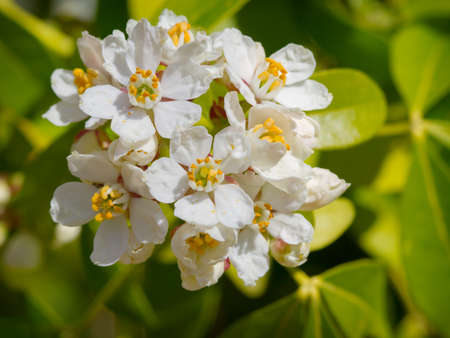 White flowers of mexican orange blossom の写真素材