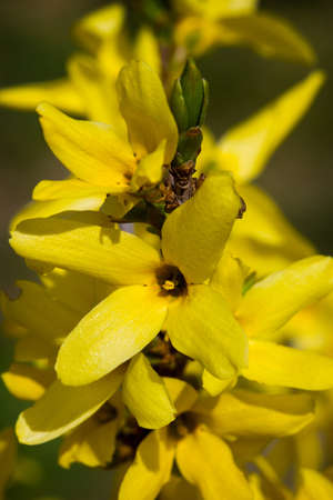Detail of yellow flower in vertical compositionの写真素材
