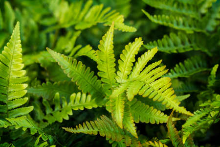 Soft shield fern foliage. Green backgroundの写真素材