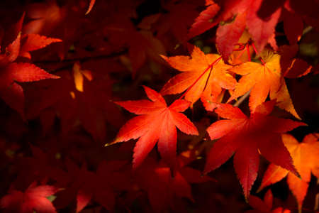 Colored autumnal foliage of Japanese mapleの写真素材