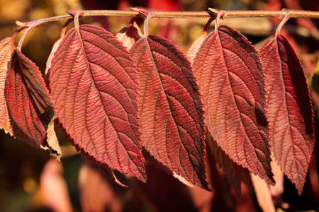 Fall color of Japanese snowball leavesの写真素材