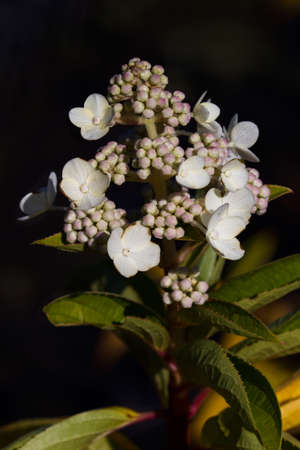 Hardy hydrangea blooming startの写真素材
