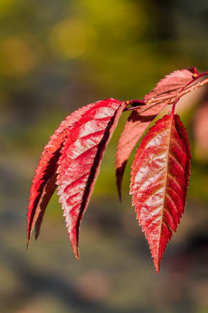 Autumn colors of Ornamental Prunus foliageの写真素材