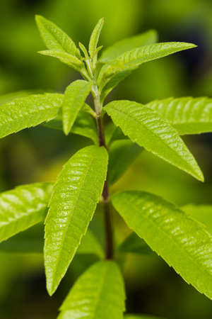 Leaves of lemon verbena or lemon beebrush in vertical compositionの写真素材