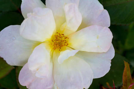 Pastel cream color flower of "Sunny knock out"の写真素材