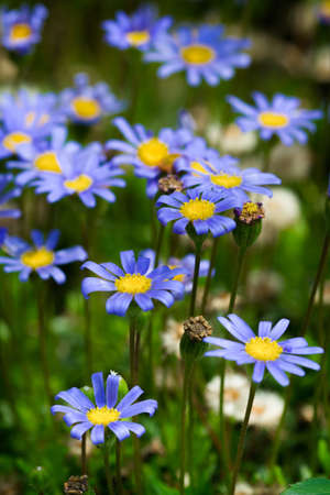 Blue Daisy flowering shrub in vertical compositionの写真素材