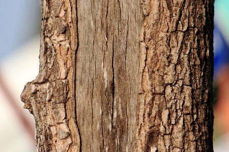 Bark of wood  Tree  Stemの写真素材