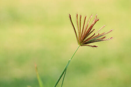 Grass Flowerの写真素材