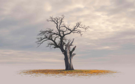 Lonely Tree in Misty Landscapeの素材