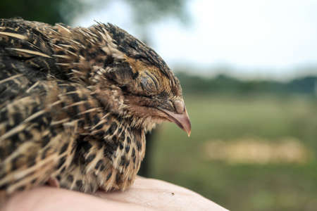 close-up on a quail bird on handの写真素材