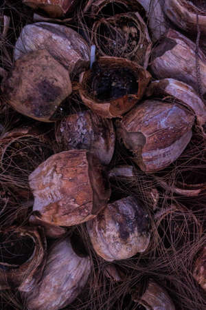 Coconut Huskの写真素材