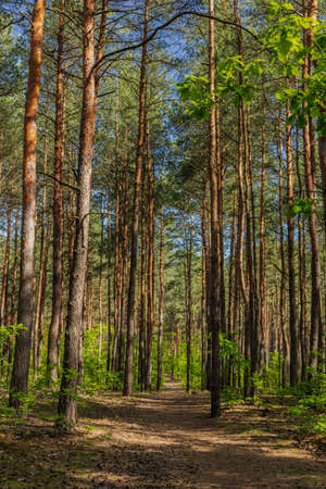 Pine forest in a May morning. Walk through the forest. SulejÃ³wek, Mazovia, Poland. Spring green.の写真素材