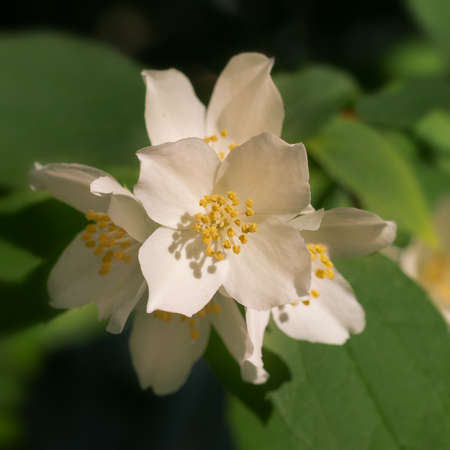 A branch of blooming jasmine. White June flowers. Garden on a summer morning.の写真素材