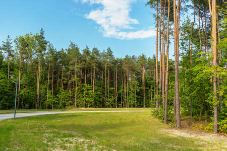 Sunny day in the park. Green summer. Paths in the park. Summer pine forest. Empty alley....