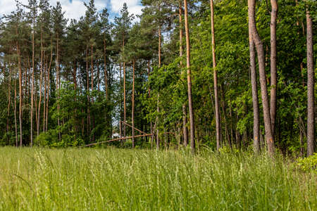 Walk in the park. Green lush grass. Forest on a summer morning. Greenery of July. Relax in the...