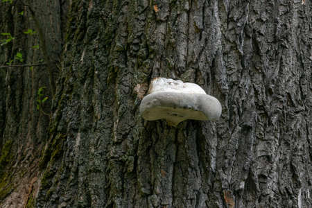 Hub on a tree. A trunk of an old oak. Tree bark texture. Wandering through the woods. Summer in...