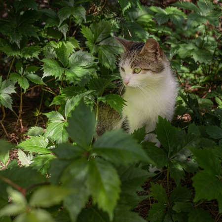 Wild world of cats. Cat with a kitten in green leaves of wild wine. Care for young cats. Country life. Rest in the countryside.の写真素材