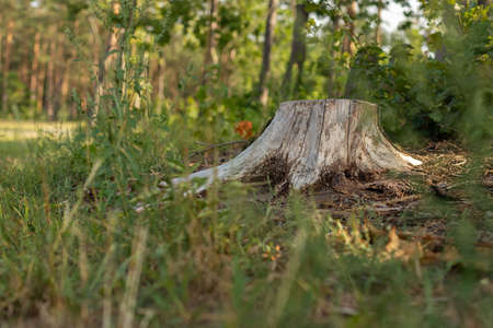 Tree stump after cutting. Summer in the forest. Europe, Poland, Mazovia.の写真素材