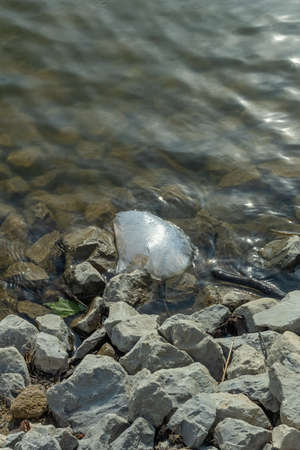 Plastic packaging in the natural environment. Empty used dirty plastic bottles. Environmental pollution. Used plastic waste packaging. Environmental Protection. Take care of nature.の写真素材