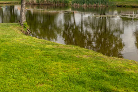 Lawn by the pond. Lone Tree. Reflection of trees in a pond. Summer sunny day. Europe, Poland, Mazovia.の写真素材