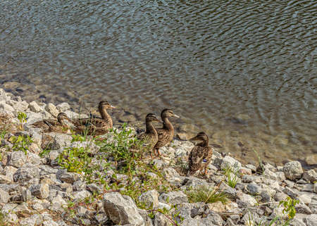 Family duck over the pond. Summer trips. Birds of Europe. Poland, Mazovia.の写真素材