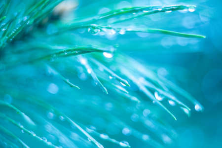 Blue abstract background with a raindrop. Pine needles. Monitor wallpaper. Bokeh effect.の写真素材