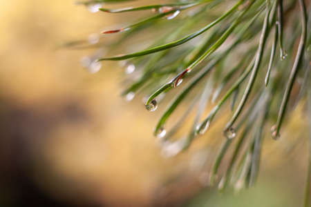 Background with a raindrop motif on a pine needle. Blurry green natural background.
