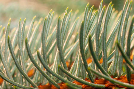 Morning dew drops on the leaves. Wet silver green needles of a spruce.