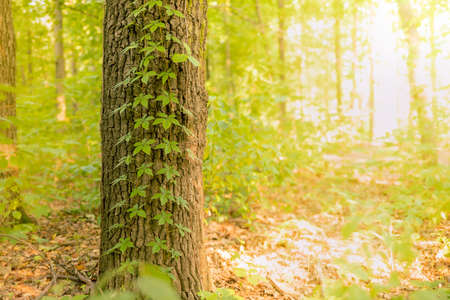 Virginia creeper plant on the tree. Tree trunk with vines. Forest on a summer sunny morning. Bright...