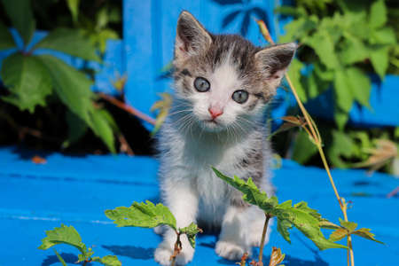 Young kitten on a blue bench. Wild wine; creeper. Poland; Masovian village. Little predator. Sunny; summer morning in Europe.の写真素材