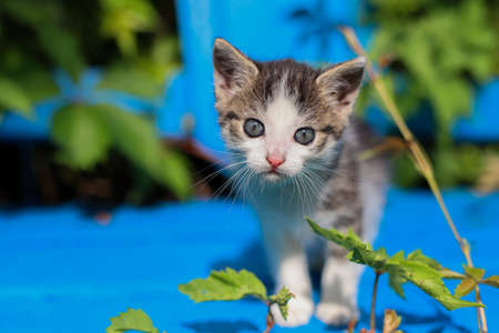 Young kitten on a blue bench. Wild wine; creeper. Poland; Masovian village. Little predator. Sunny; summer morning in Europe.の写真素材