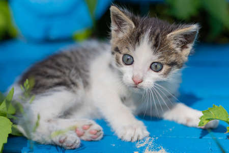 Young kitten on a blue bench. Wild wine; creeper. Poland; Masovian village. Little predator. Sunny; summer morning in Europe.の写真素材