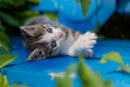 Young kitten on a blue bench. Wild wine; creeper. Poland; Masovian village. Little predator. Sunny; summer morning in Europe.の写真素材