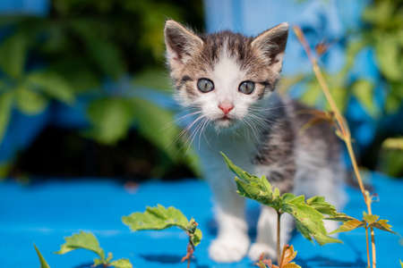 Young kitten on a blue bench. Wild wine; creeper. Poland; Masovian village. Little predator. Sunny; summer morning in Europe.の写真素材