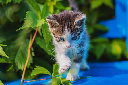 Young kitten on a blue bench. Wild wine; creeper. Poland; Masovian village. Little predator. Sunny; summer morning in Europe.の写真素材