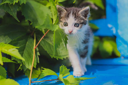 Young kitten on a blue bench. Wild wine; creeper. Poland; Masovian village. Little predator. Sunny; summer morning in Europe.の写真素材